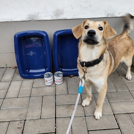 Útulek pro psy LOZ ČR Olomouc